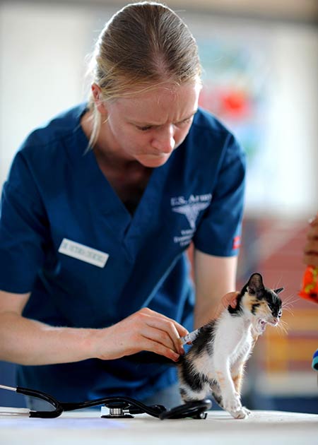 Kleine Katze bekommt vom Tierarzt eine Spritze