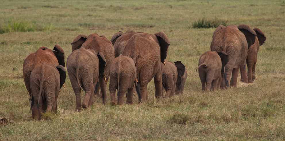 Elefanten auf Wanderschaft